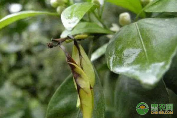 夏至前后柑橘幼樹的管理技術(shù)要點(diǎn)